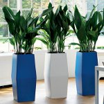 פנים phytodesign פנים phytodesign