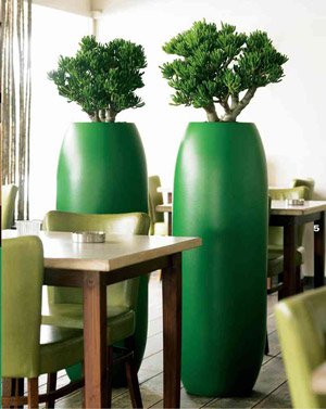 פנים phytodesign פנים phytodesign