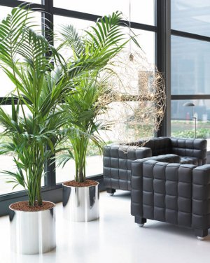 פנים phytodesign פנים phytodesign