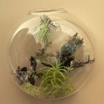 Florarium: העיצוב המקורי של הפנים שלך Florarium: העיצוב המקורי של הפנים שלך