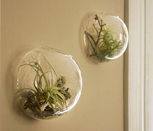Florarium: העיצוב המקורי של הפנים שלך Florarium: העיצוב המקורי של הפנים שלך