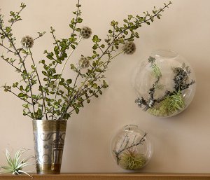 Florarium: העיצוב המקורי של הפנים שלך
