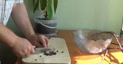 מהו שפם הזהב ומה הוא מרפא? תכונות שימושיות של שפם מוזהב (עם תמונה)