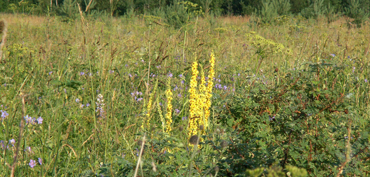 תכונות מרפא, תמונה של mullein. מתכונים של הרפואה המסורתית