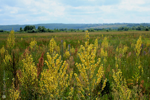 תכונות מרפא, תמונה של mullein. מתכונים של הרפואה המסורתית