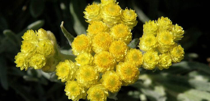 תכונות טיפוליות ויישום של immortelle (עם תמונה)