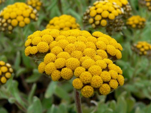 תכונות טיפוליות ויישום של immortelle (עם תמונה)