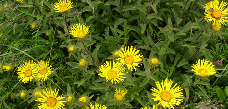 תכונות שימושיות של elecampane והשימוש שלה ברפואה העממית