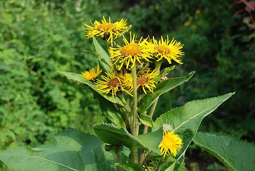 תכונות שימושיות של elecampane והשימוש שלה ברפואה העממית