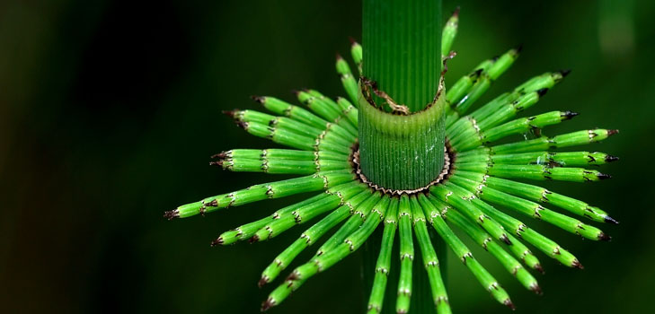 תכונות שימושיות של שדה horsetail. יישום ברפואה עממית