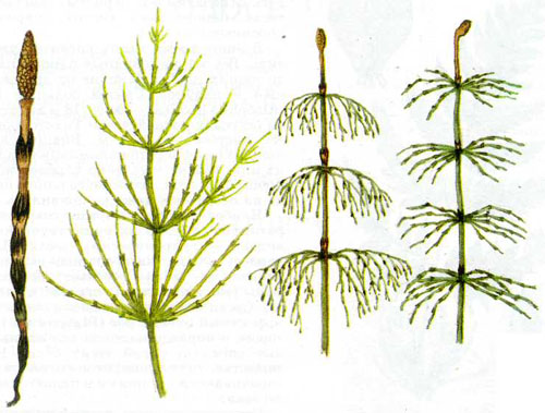תכונות שימושיות של שדה horsetail. יישום ברפואה עממית
