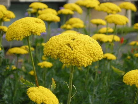 תכונות שימושיות של yarrow הם מוטל בספק! קרא עליהם כאן!