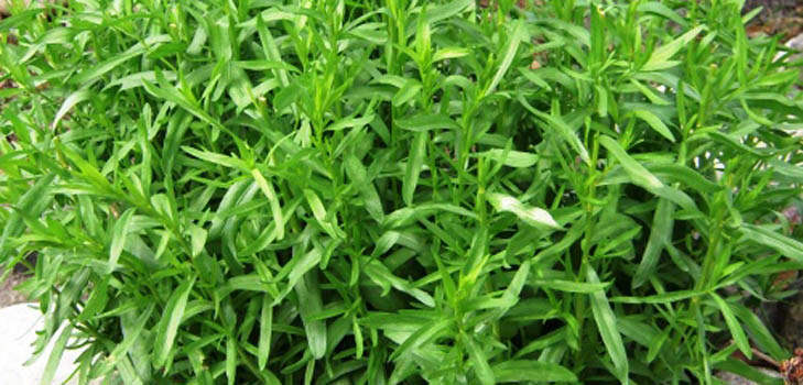 Tarhun (tarragon): יישום, תכונות שימושיות, תמונה