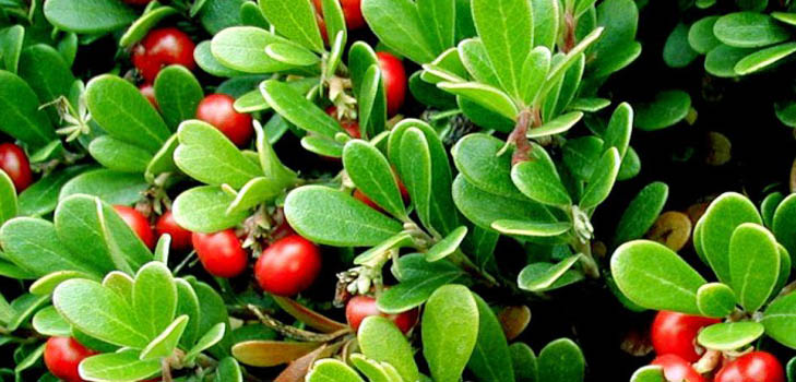 Bearberry: תכונות מרפא, יישום, צילום